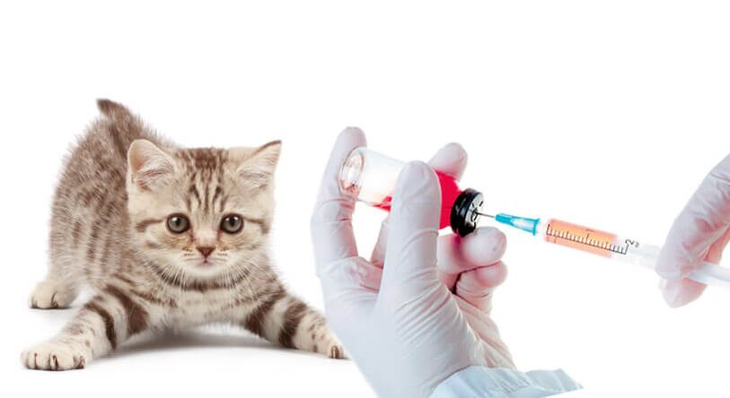 Εμβολιασμός ζώων και ανθρώπων κατά των σκουληκιών