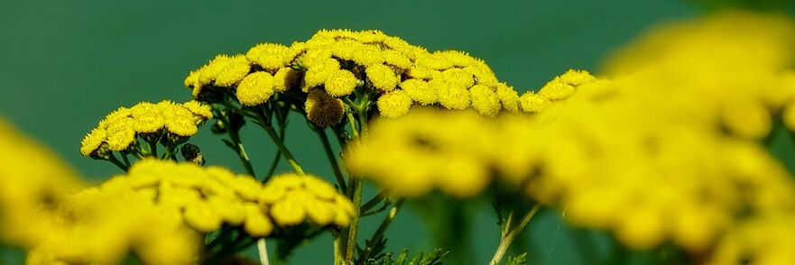 Tansy κατά των σκουληκιών