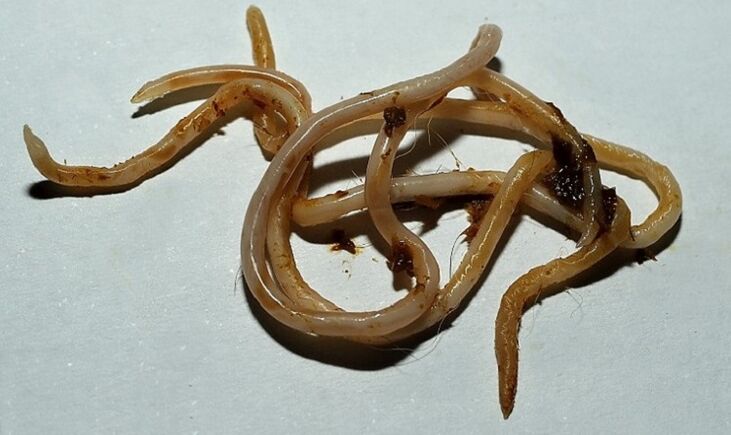 Toxocara από το ανθρώπινο σώμα